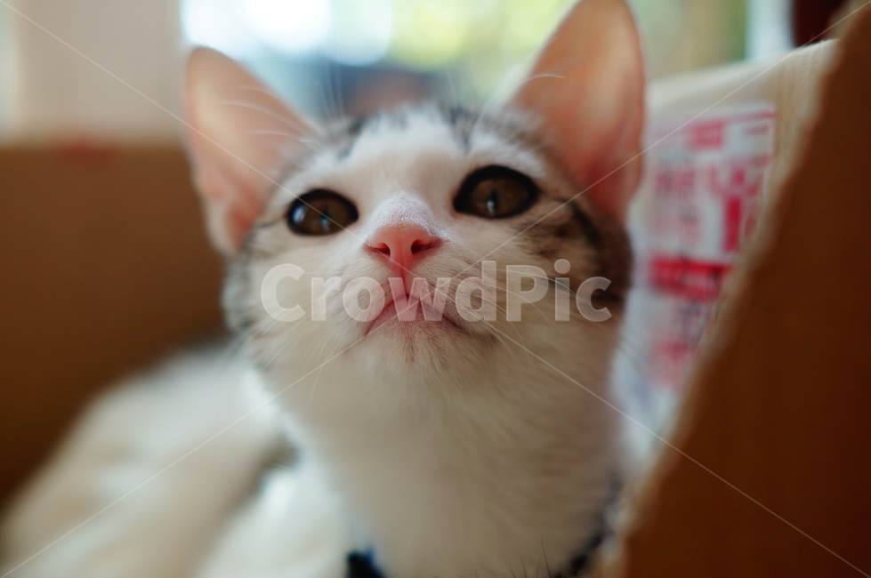 고양이,반려동물,코리안숏헤어,코숏,야옹이,anima,koreanshorthair,집고양이,kitty,cat,동물,동물,animal,포유류,mammal,고양이,cat,kitten,kitty