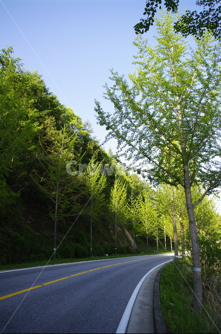 가로수,신록,초록,나무,식물,plant,도로,길,하늘,자연,풍경,nature,landscape,road,highway,고속도로,freeway,고속 도로,asphalt,아스팔트