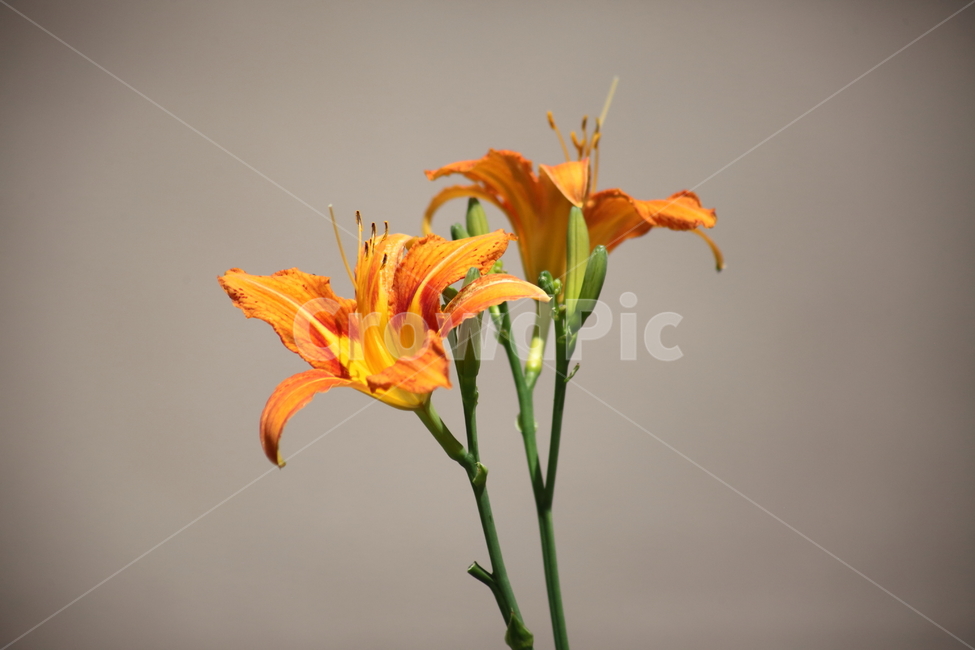 원추리,꽃,여름,넘나물,daylily,Hemerocallisfulva,식물,자연,plants,nature,꽃,flower