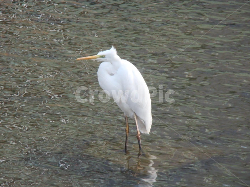 동물,학,조류,강,왜가리,불광천,동물,animal,조류,새,birds