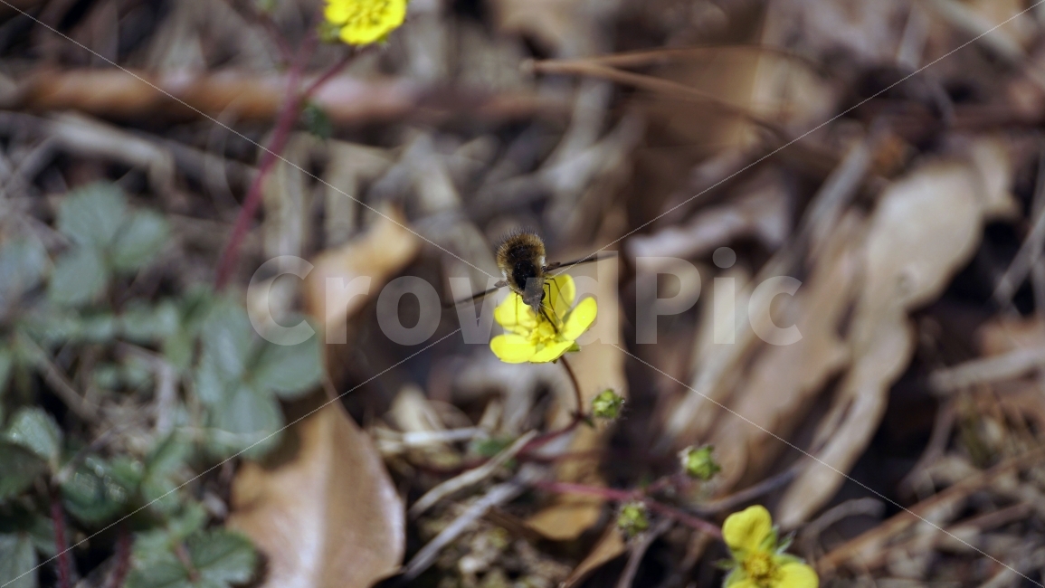 봄,꽃,플라워,spring,flower,봄꽃,식물,자연,이파리,풀,산,산속,산길,산책,산보,4월,화단,꽃밭,nature,april,환경,꽃잎,노란꽃,노랑꽃,애기똥풀,벌,꿀벌,일벌,말벌,곤충,bee,insect,벌레,동물,animal,식물,자연,plants,nature,동물,animal,곤충,벌레,insect,bug,꽃,flower