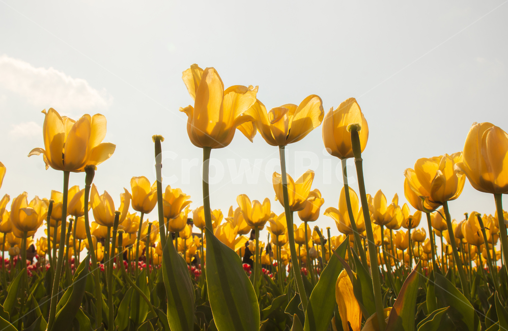 튤립,tulip,꽃,봄,풍경,들판,노란,노랑,노란색,노란색의,옐로우,옐로,자연,식물,경치,밝은,정원,가든,만개,활짝핀,활짝피다,여름,하늘,컬러,칼라,컬러풀한,칼라풀한,색상,색감,아름다움,아름다운,예쁜,신선한,햇빛,빛,햇살,야외,꽃잎,계절,배경,바탕,백그라운드,그린,초록,flower,yellow,spring,tulips,field,garden,bloom,blooming,blossom,landscape,fields,sky,springtime,summer,nature,natural,color,colorful,beautiful,beauty,plant,fresh,sun,sunlight,sunshine,view,flora,floral,green,leaf,outdoor,petal,season,background,bright