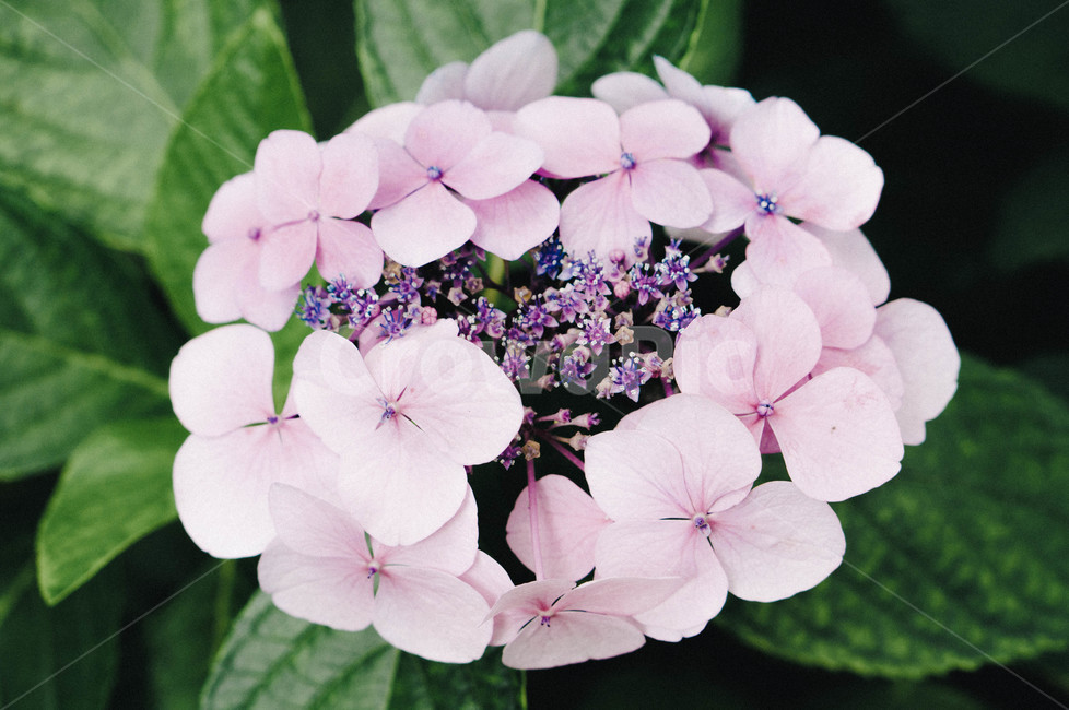 June,japanese hydrangea,nature,hydrangea flower,hydrangea,summer flowers,Light purple hydrangea