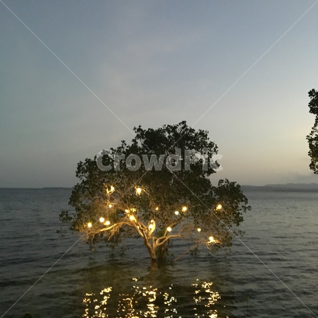 나무,조명,해질녘,바다,강,see,tree,lingh,야경,밤,풍경,nightscape,night,landscape,outdoors,옥외,land,땅,nature,자연,water,물,shoreline,해안선,ocean,대양,sea