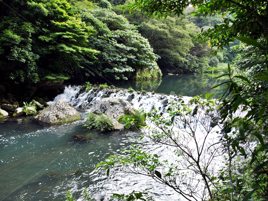 천지연폭포,하천,서귀포시,제주,숲,자연,절벽,계류,자연,풍경,nature,landscape,water,물,outdoors,옥외,stream,흐름,creek,작은 만