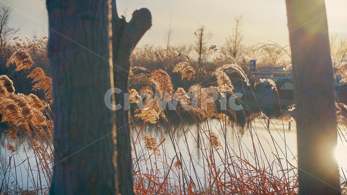 억새,풍경,식물,노을,자연,plant,갈대,가을,계절,fall,autumn,season,grass,잔디,lawn,reed