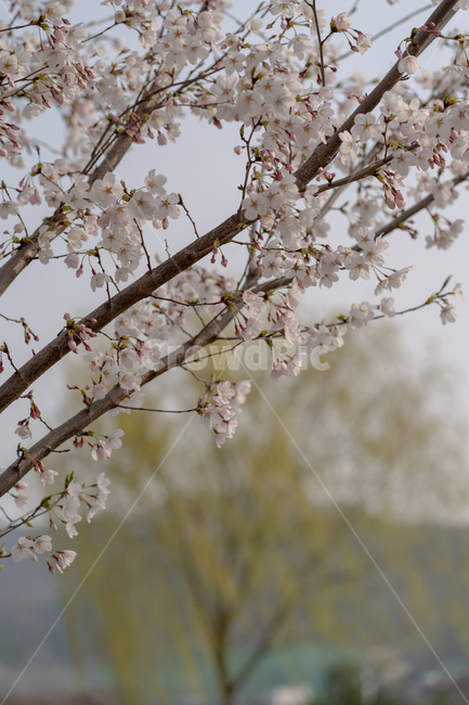 flower,꽃,벚꽃,봄,대구,봄,계절,spring,season,plant,식물,blossom,cherry blossom
