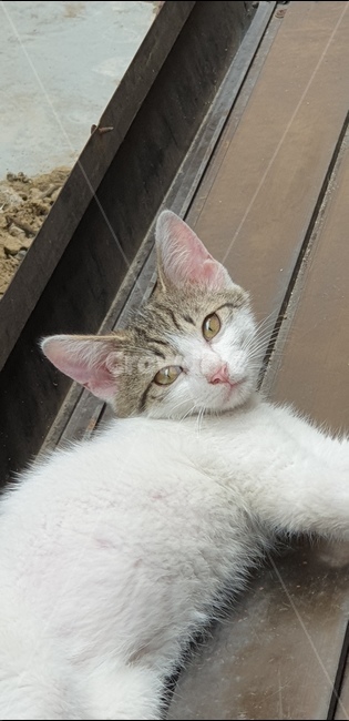 고양이,동물,길고양이,귀여운,사랑스러운,애완묘