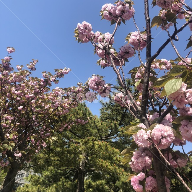 겹벚꽃,왕벚꽃,벚꽃,꽃,감성,봄,초여름,여름,자연,힐