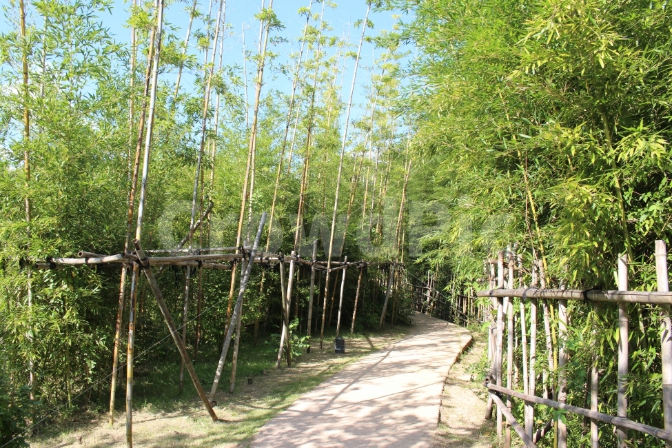 북서울꿈의숲,대나무,공원,산책,휴식,자연,풍경,nature,landscape