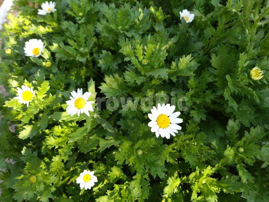 plant,식물,blossom,꽃,flower,식물,자연,plants,nature,꽃,flower
