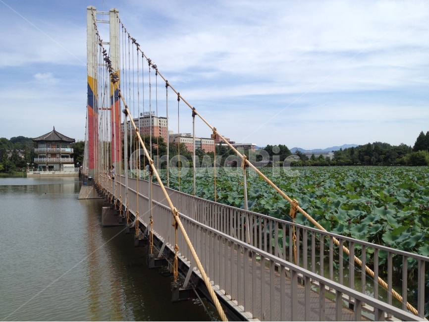 전주,공원,다리,연꽃잎,강,덕진공원,풍경,자연,풍경,nature,landscape,building,건물,bridge,banister,난간,handrail