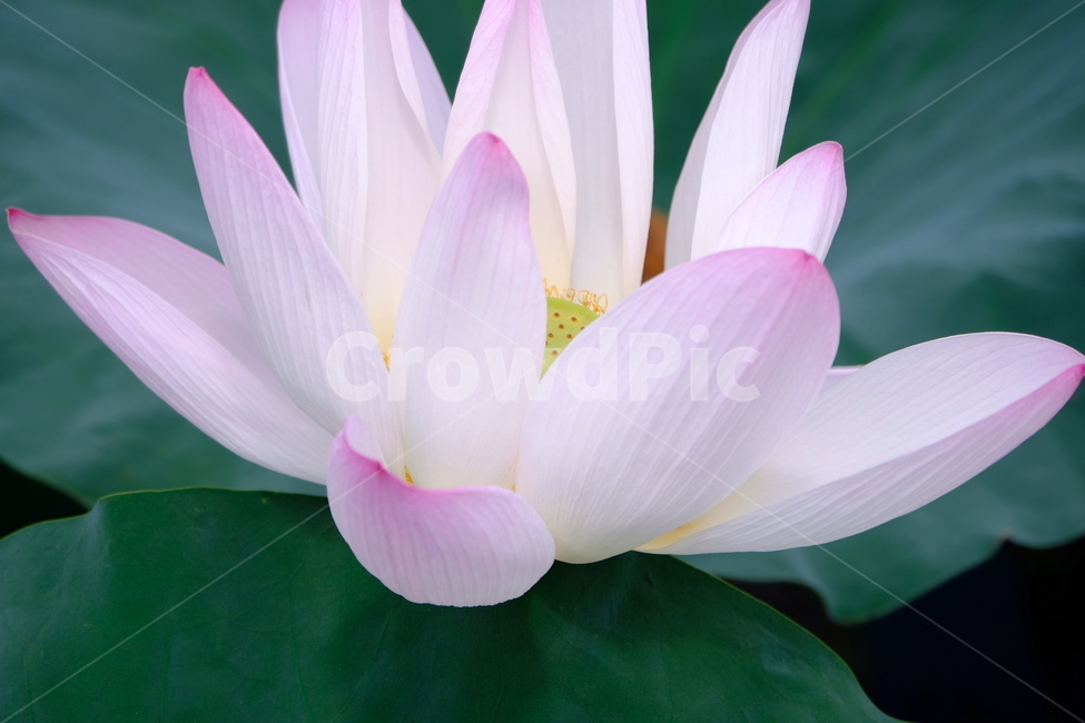 plant,식물,petal,꽃잎,blossom,연꽃
