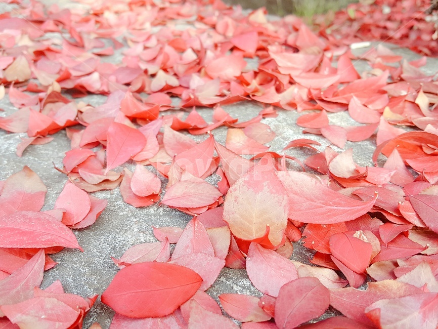 낙엽,가을,나뭇잎,단풍,잎,가을,계절,fall,autumn,season,blossom,꽃,petal,꽃잎,plant,식물,flower,leaf