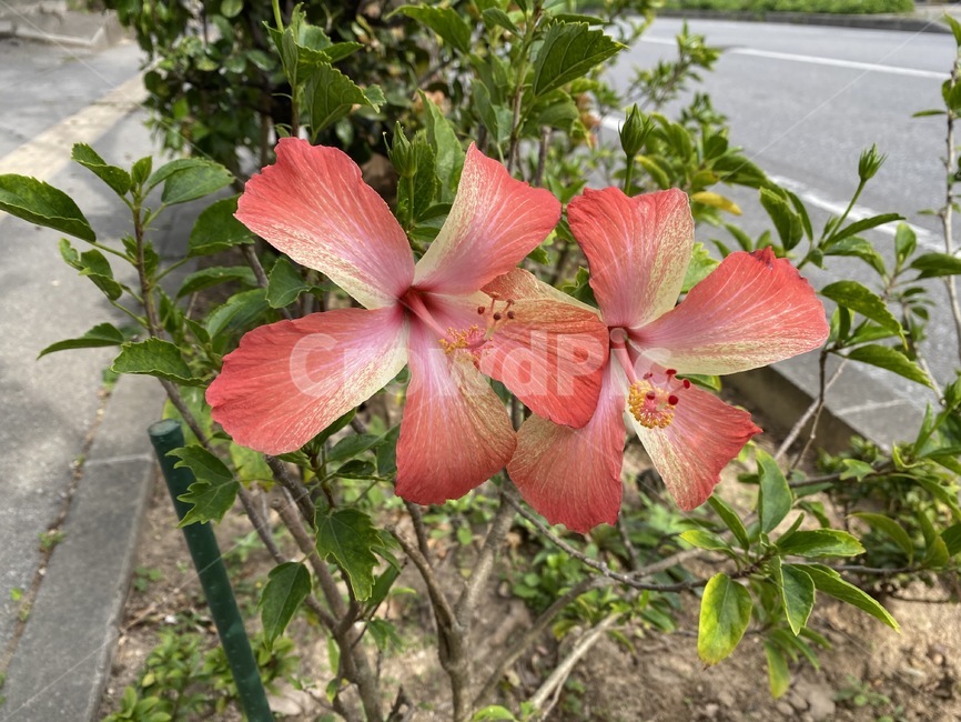 plant,식물,flower,blossom,hibiscus,꽃,화단,식물,자연,plants,nature,꽃,flower