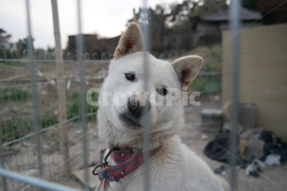 진돗개,백구,시골,반려견,dog,마당,puppy,동물,animal,포유류,mammal,개,강아지,dog,doggy