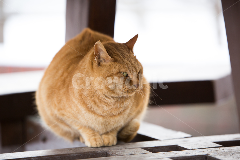 고양이,동물,나무,wood,갈색,동물,animal,포유류,mammal,고양이,cat,kitten,kitty