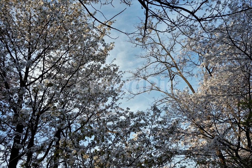 벚꽃,봄,벚나무,자연,하늘,꽃,cherrytree,blossom,spring,봄계절,감성,봄벚꽃,봄,계절,spring,season,자연,풍경,nature,landscape,tree,나무,plant,식물,tree trunk,나무 줄기