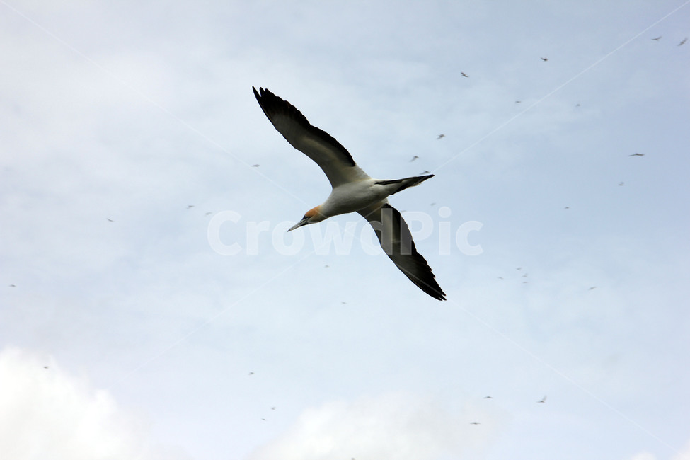 가넷,갈매기,새,garnet,seagull,gull,바다새,하늘,바다,둥지,동물,animal,조류,새,birds