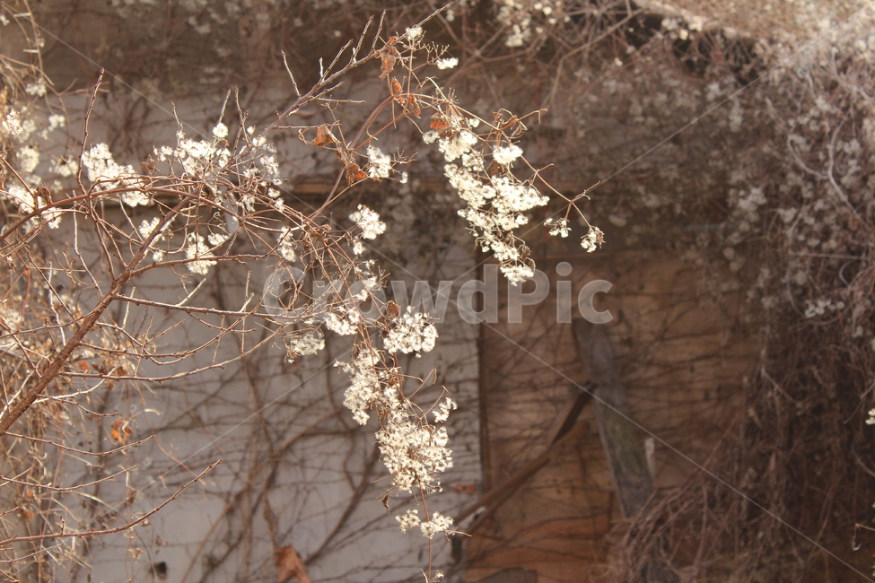 자연,빛,덩쿨,꽃,나무,식물,자연,plants,nature,꽃,flower