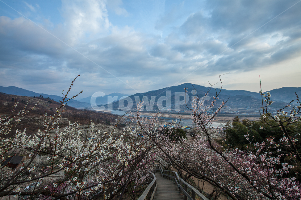 봄,실외,클로즈업,한국,낙엽,봄꽃,매실,여백,흰색,흰색꽃,매화,매화마을,전남,광양,광양매화마을,마을,풍경,매화정보마을,만개,건축물,한옥,백매,백매화,outdoors,옥외,nature,자연,blossom,꽃,plant,식물,계단,내리막,봄,계절,spring,season,자연,풍경,nature,landscape,한국자연풍경,한국자연경관,korea nature landscape