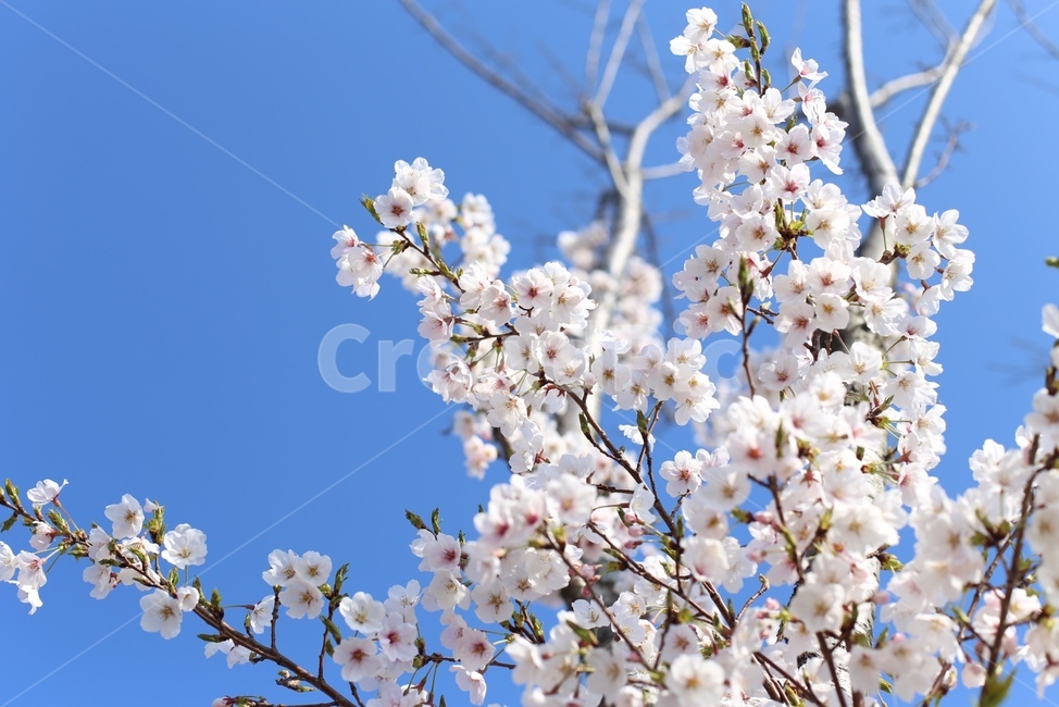 plant,식물,blossom,꽃,flower,벚꽃