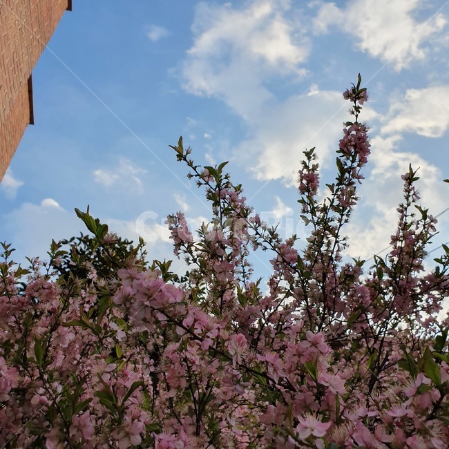 봄,꽃,하늘,봄하늘,구름,sky,flower,아름다운,계절,식물,자연