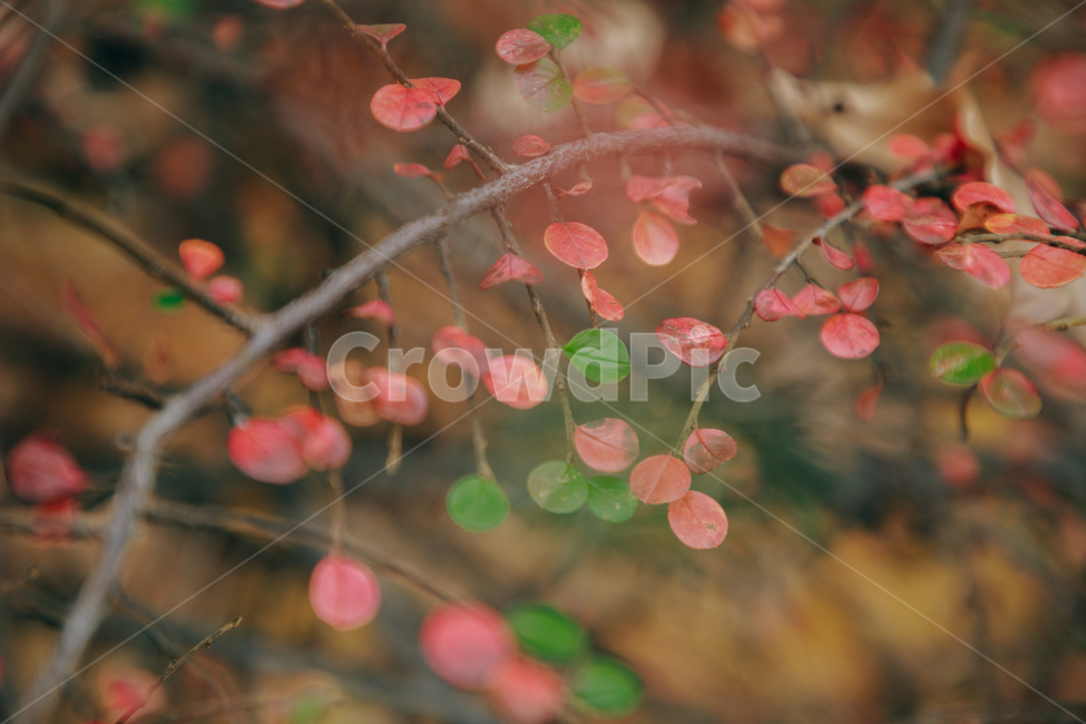 명자나무,꽃,풀,붉은,빨간,잎사귀,식물,자연,plants,nature