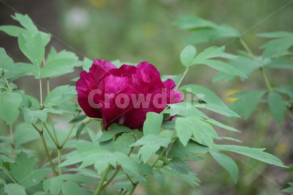 모란,목단,봄,treepaeony,paeoniasuffruticosa