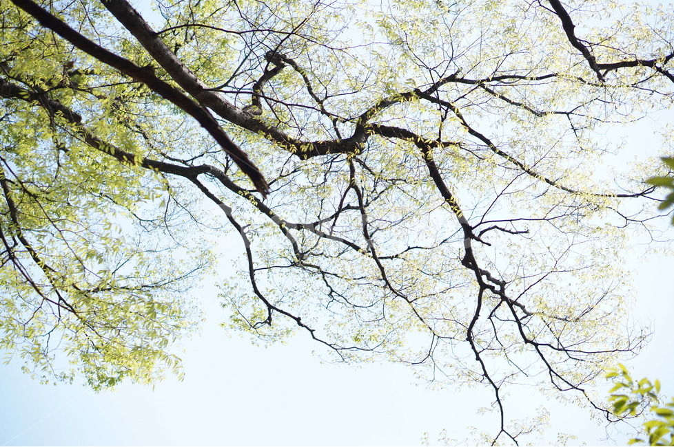 봄,나무잎,연두,하늘,맑음,해,빛,새순,식물,자연,plants,nature,나무,trees,wood,휴식,힐링,rest,relaxation,healing