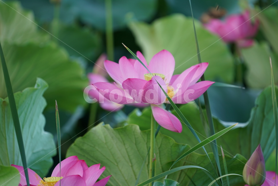 연꽃,lotus,수생식물,식물,연못,수련