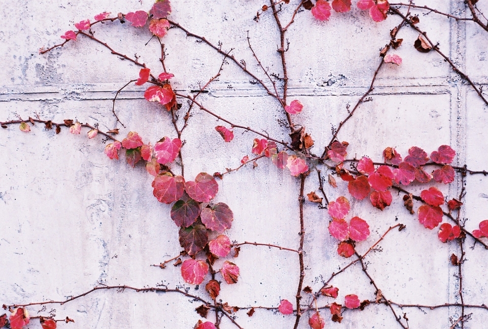 담장,담장식물,가을,가을풍경,필름사진,NikonEM,가을,계절,fall,autumn,season,식물,자연,plants,nature,감성,sensible,feeling,leaf,잎,plant