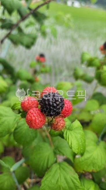 raspberry,berry,Fruit,fruit,rasberry,Bokbunja,strawberry,food,spring