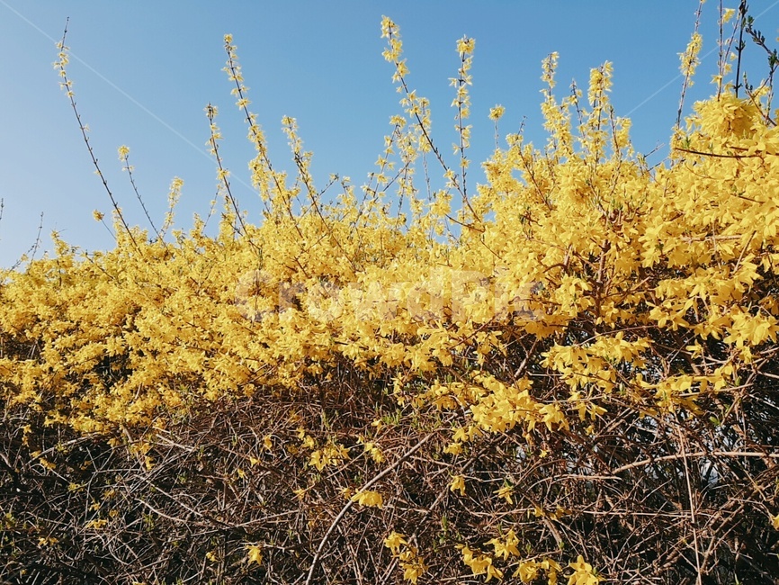 봄,개나리,노란꽃,풍경,파란하늘,spring,scenery,forsythia