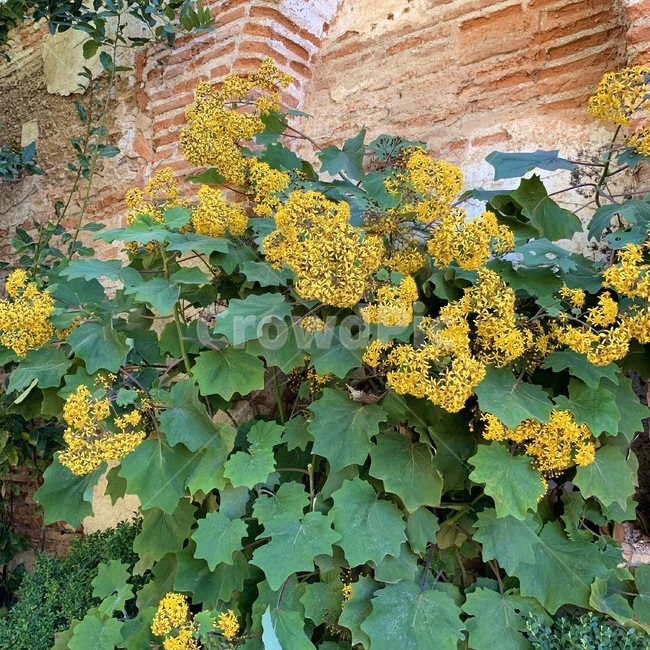 plant,식물,flower,꽃,yellow,green,leaf,park