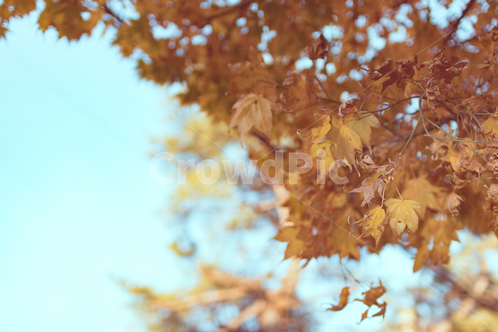 나무,하늘,단풍,낙엽,풍경,감성,색감,가을,계절,fall,autumn,season,plant,식물,leaf,잎,tree,maple