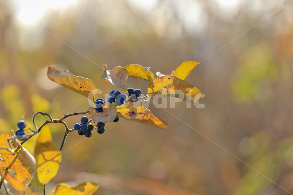 가을,식물,배경화면,바탕화면,열매,식물,자연,plants,nature,과일,열매,fruit
