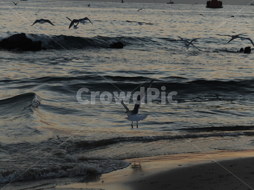 ocean,Lets talk,nature,bird,emergency,Seagull,jump