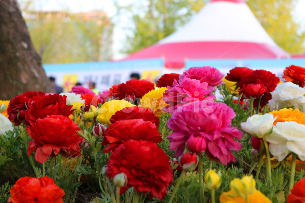 라넌큘러스,꽃,라넌큘러스꽃,식물,숙근초,꽃밭,식물,자연,plants,nature,꽃,flower