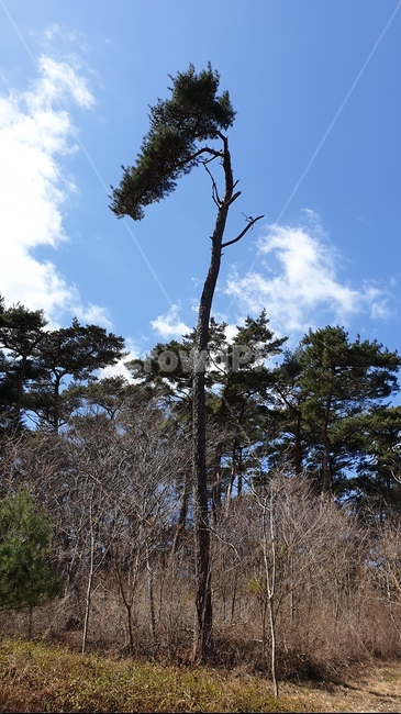 안면도,자연휴양림,소나무,숲,파노라마,풍경,자연,풍경,nature,landscape,나무,trees,wood,tree,plant,식물,fir,전나무