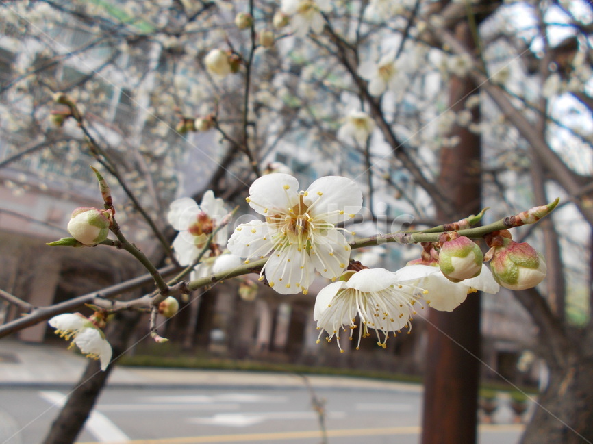 벚꽃,봄,꽃,울타리,자연,생명,흰색,봄,계절,spring,season,식물,자연,plants,nature,꽃,flower,plant,blossom