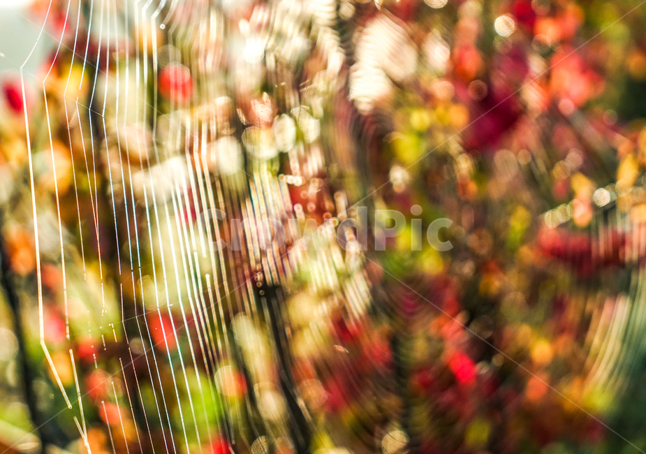 거미줄,이슬,단풍,가을,나무,거미집,가을,계절,fall,autumn,season,lighting,조명