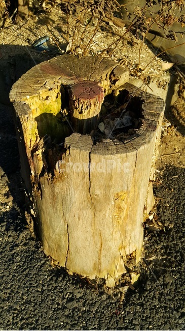 나무,그루터기,고목,생명,tree