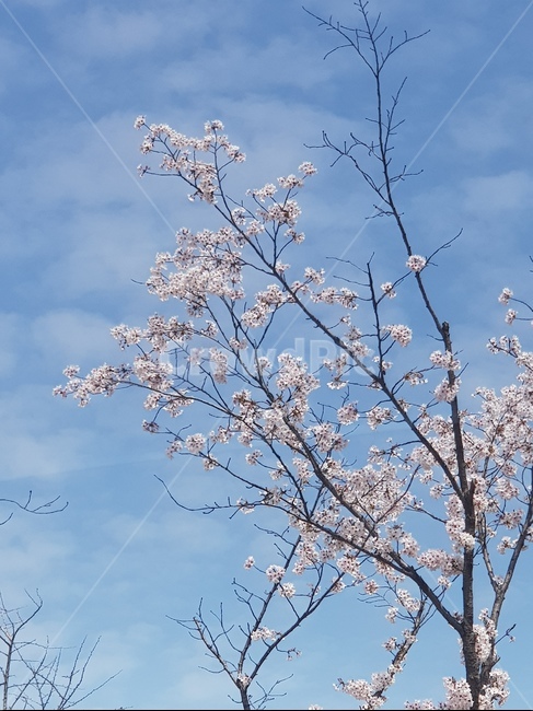 봄,벚꽃,꽃,하늘,봄풍경