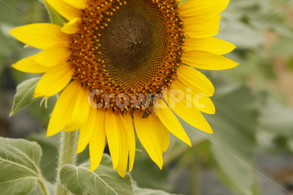 해바라기,여름,해바라기꽃,식물,해바라기씨,꽃잎,벌,여름,계절,summer,season,가을,fall,autumn,식물,자연,plants,nature,꽃,flower,동물,animal,곤충,벌레,insect,bug,plant,blossom,sunflower