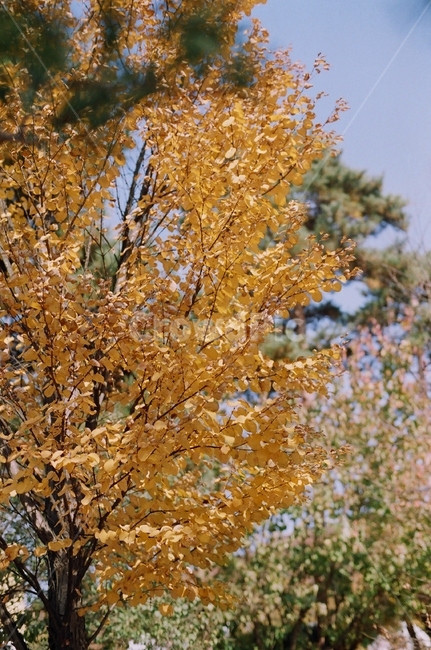 은행나무,가을,나무,하늘,낙엽,필름사진,ginkgo,fall,tree,sky,fallenleaves,film,filmphoto,filmcamera,foliage
