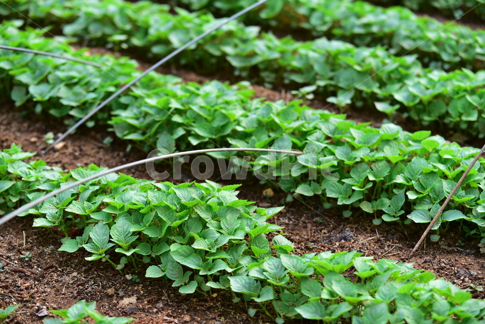 깻잎모종,깻잎,들깨,새싹,밭농사,고랑,밭고랑,농촌,농사,farming,village,rural,countryside,sesameleaves,산업,industry,industrial,농업,농사,agriculture,farming,farming industry