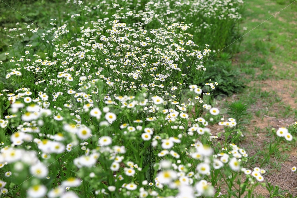 들꽃,개망초,꽃,꽃잎,흰꽃,하얀색,식물,자연,풀꽃,식물,자연,plants,nature,꽃,flower