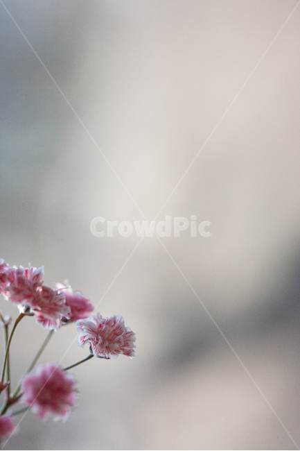 flower,flowers,꽃,꽃병,화병,식물,자연,plants,nature,꽃,flower,감성,sensible,feeling