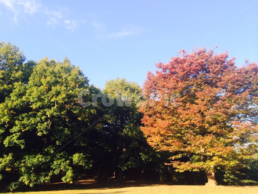 올림픽공원,공원,나들이,소풍,피크닉,하늘,나무,가을소풍,가을,가을,계절,fall,autumn,season,자연,풍경,nature,landscape,tree,plant,식물